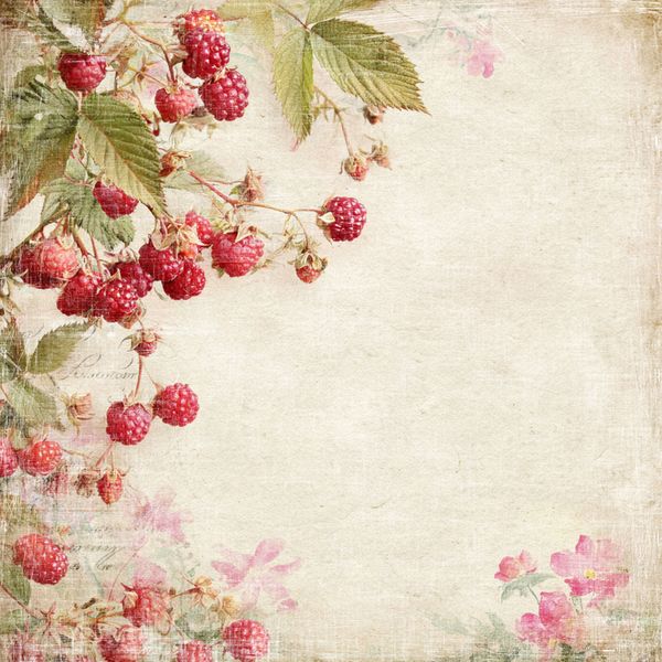 Summer Garden - Raspberries